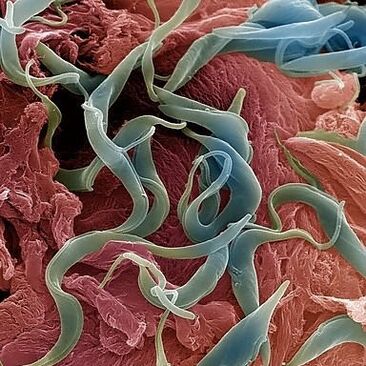 A variety of parasites that live in the human body. 