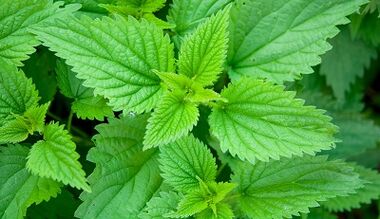 Herbs for eliminating body parasites