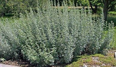 How to eliminate body parasites with herbs