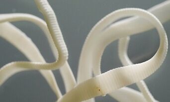 What parasites can live in the body
