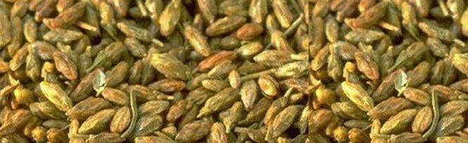 Citvar seed has activity against parasites.