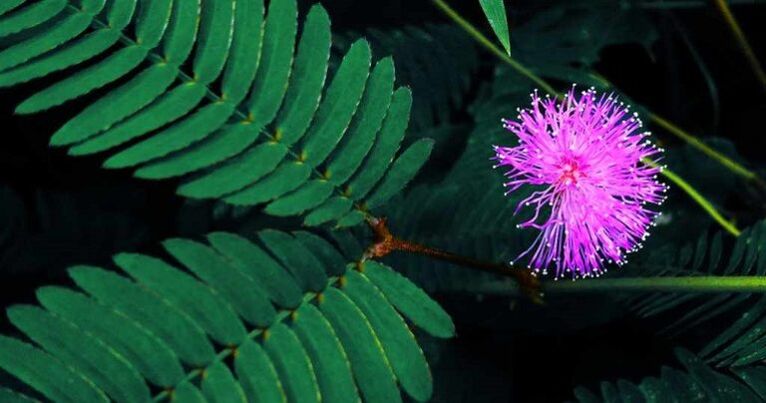 Mimosa Pudica seeds help eliminate parasites from the body.