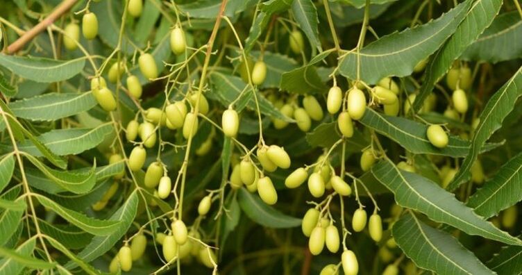 Neem – eliminates parasites from the body.