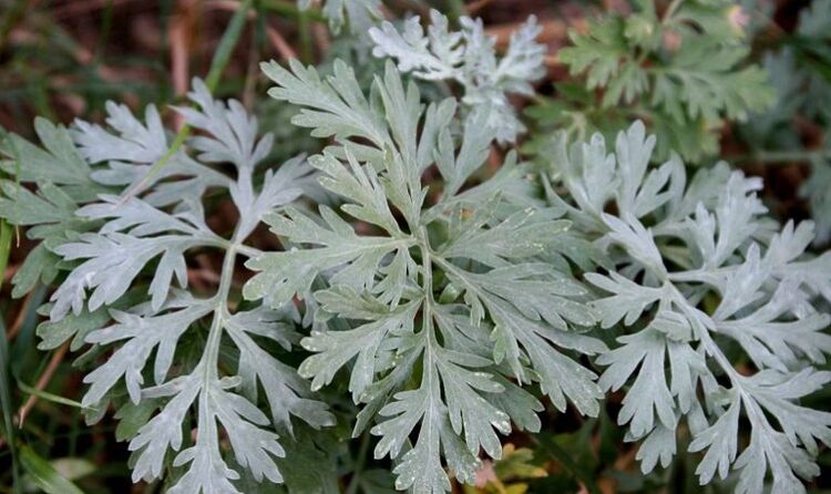 wormwood to eliminate parasites from the body