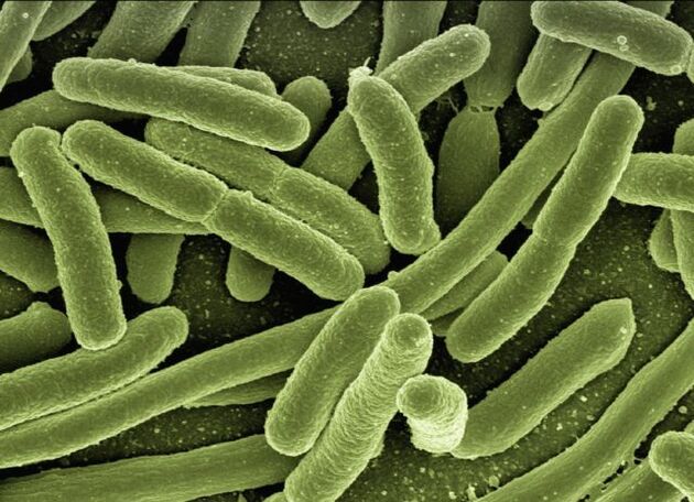 parasites in the human body