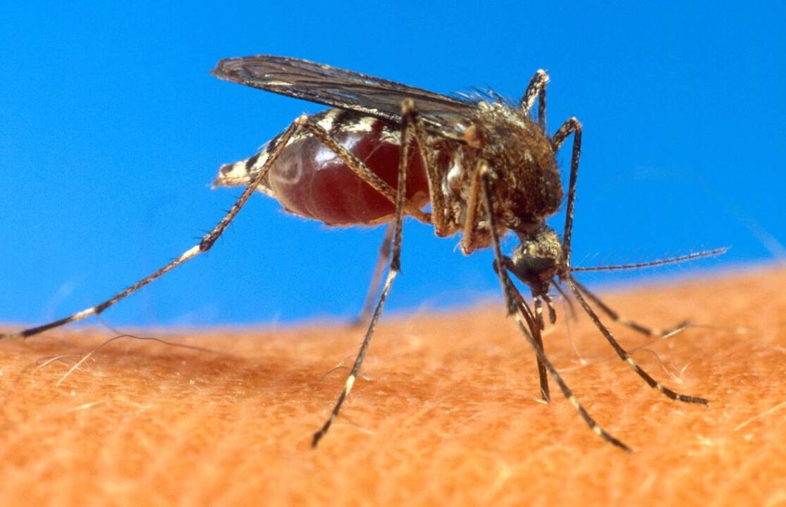 Mosquito bite as a route of worm infection.